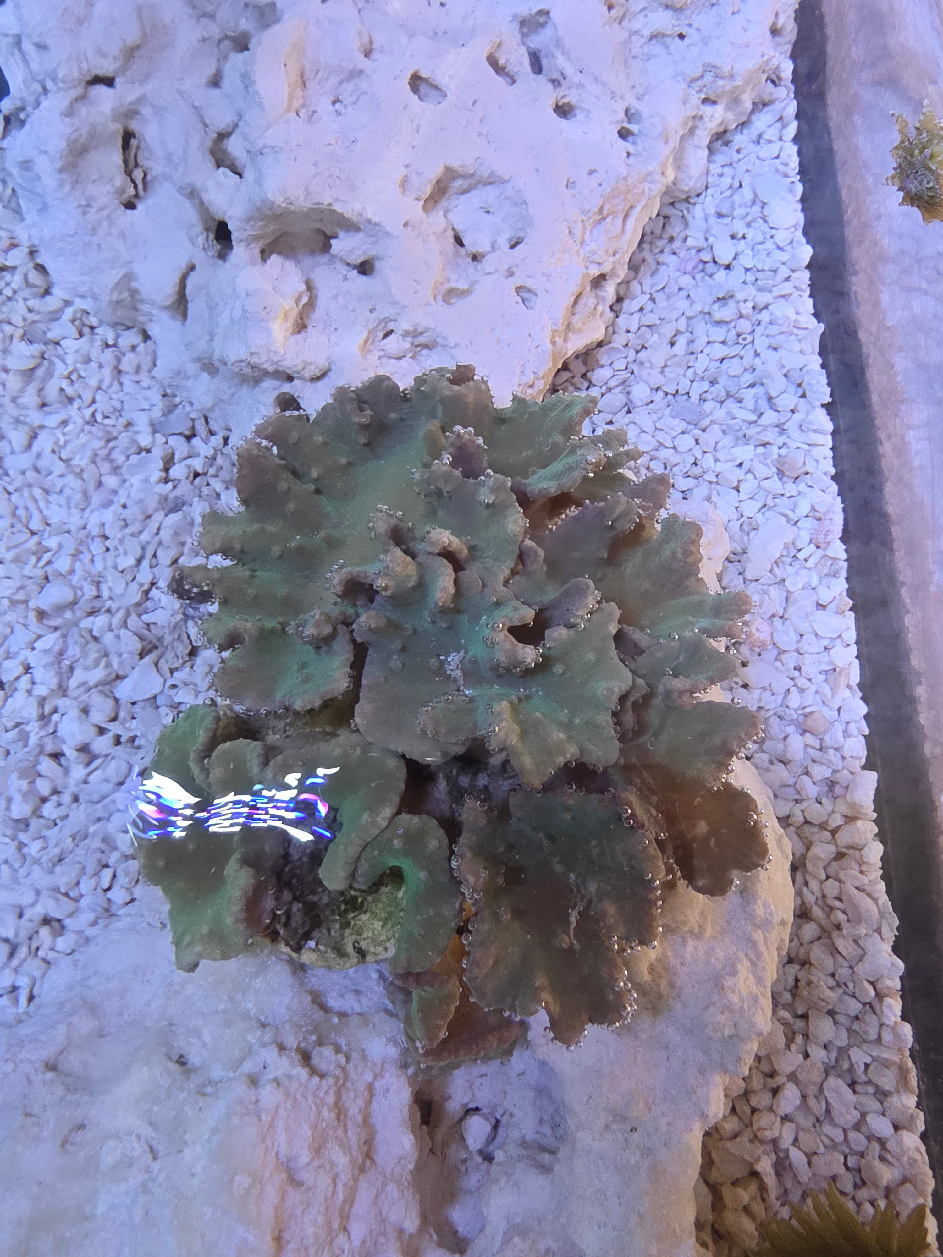 Showpiece Cabbage Leather Colony (Large)