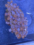 Utter Chaos Zoa Colony - XL