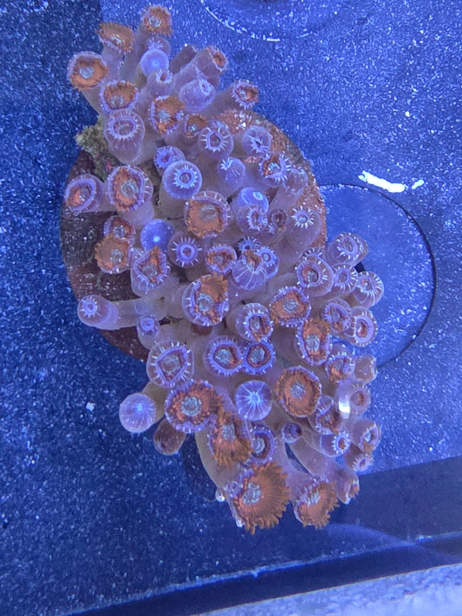 Utter Chaos Zoa Colony - XL