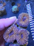 Deep Water Burgandy Acan - 3 pack