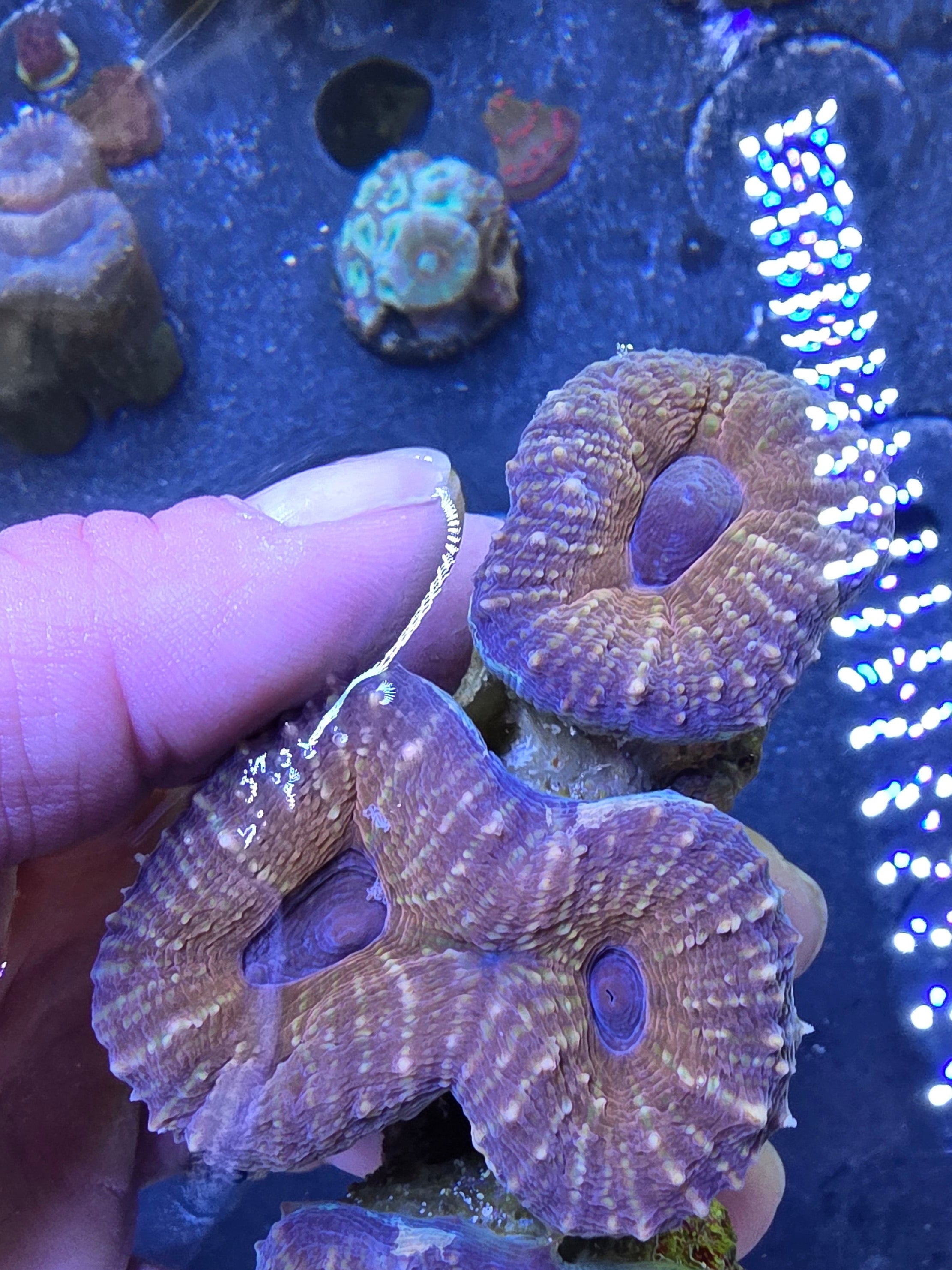 Deep Water Burgandy Acan - 3 pack