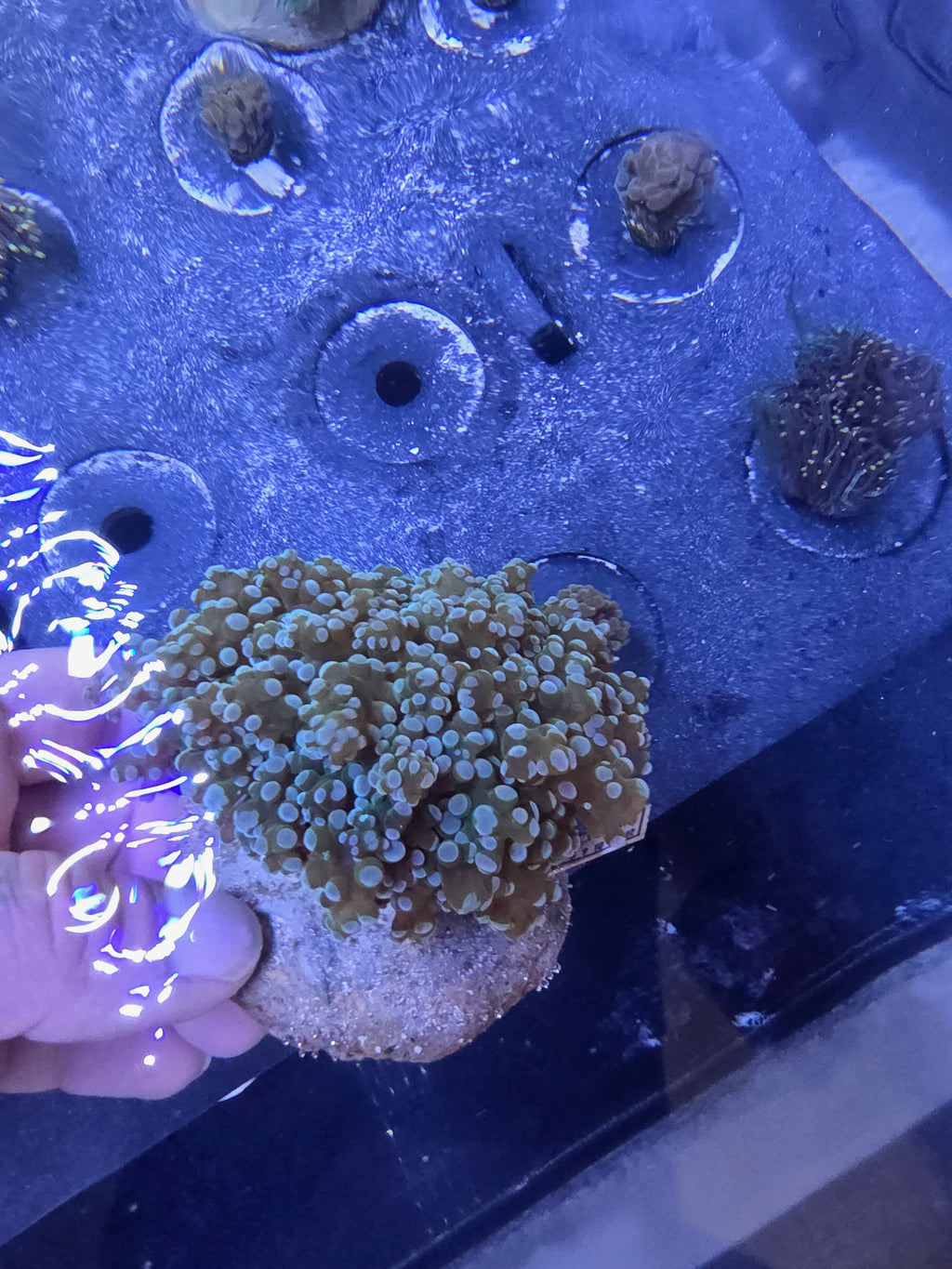 Xl Aussie Kingspawn Colony