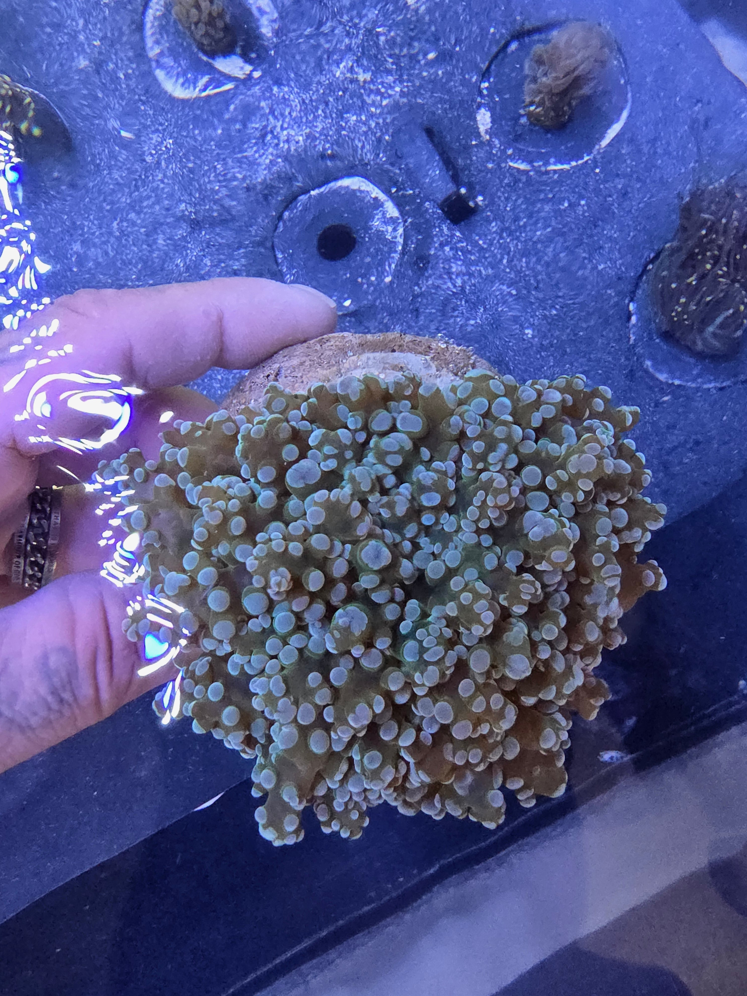 Xl Aussie Kingspawn Colony
