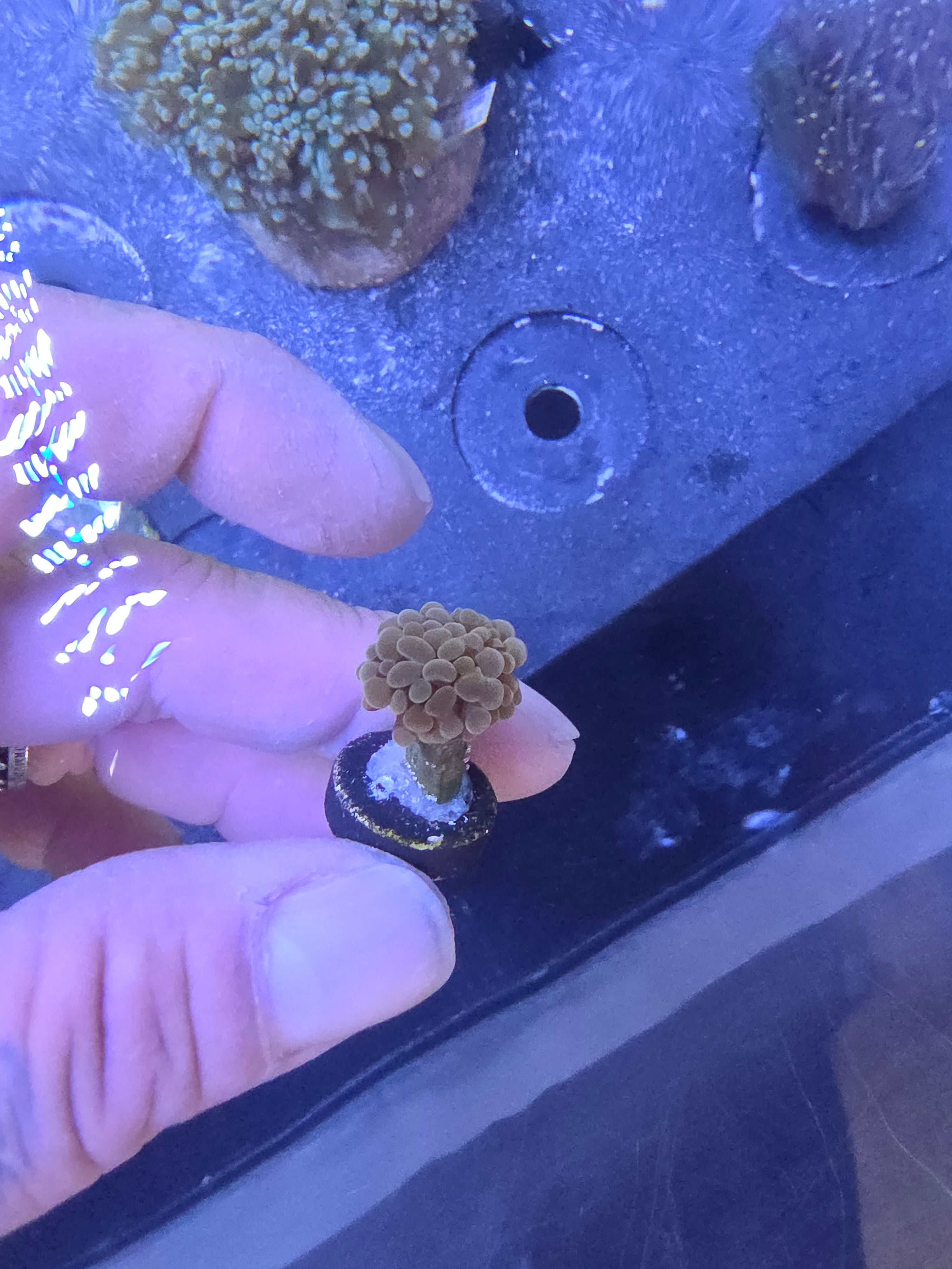 Branching Hammer Coral - Orange/Gold (Single Head Frag)