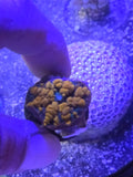 Sunkist Bounce Mushroom