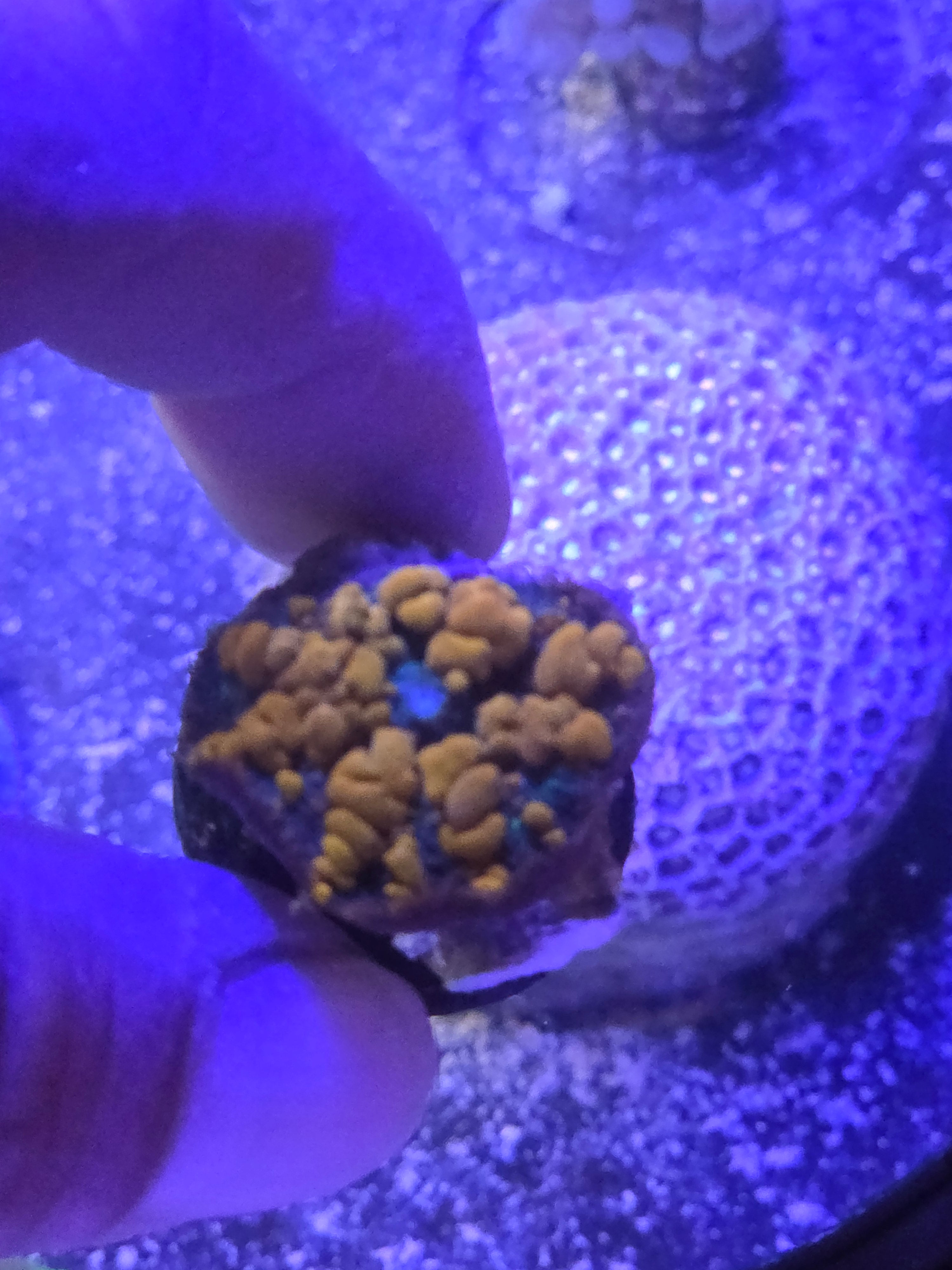 Sunkist Bounce Mushroom