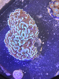 Aussie Ultra Peach Wall Hammer Colony