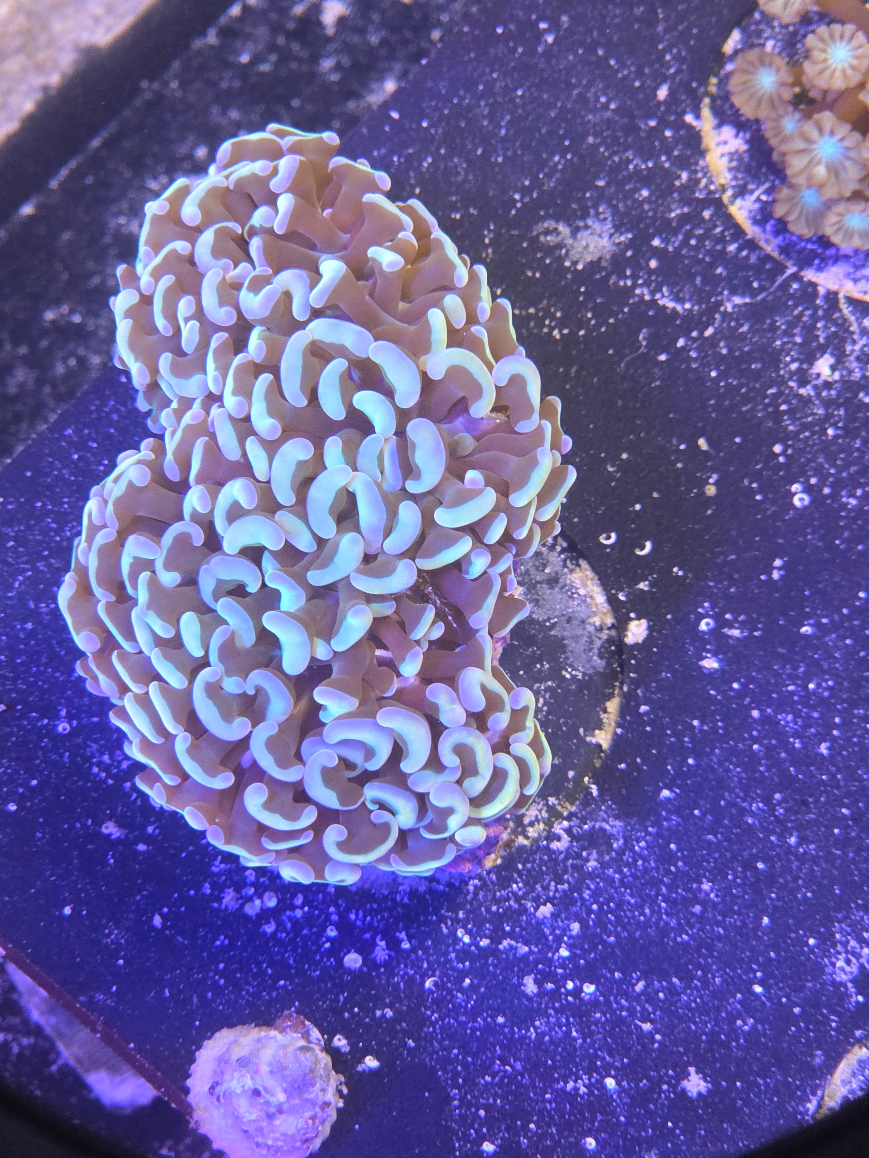 Aussie Ultra Peach Wall Hammer Colony