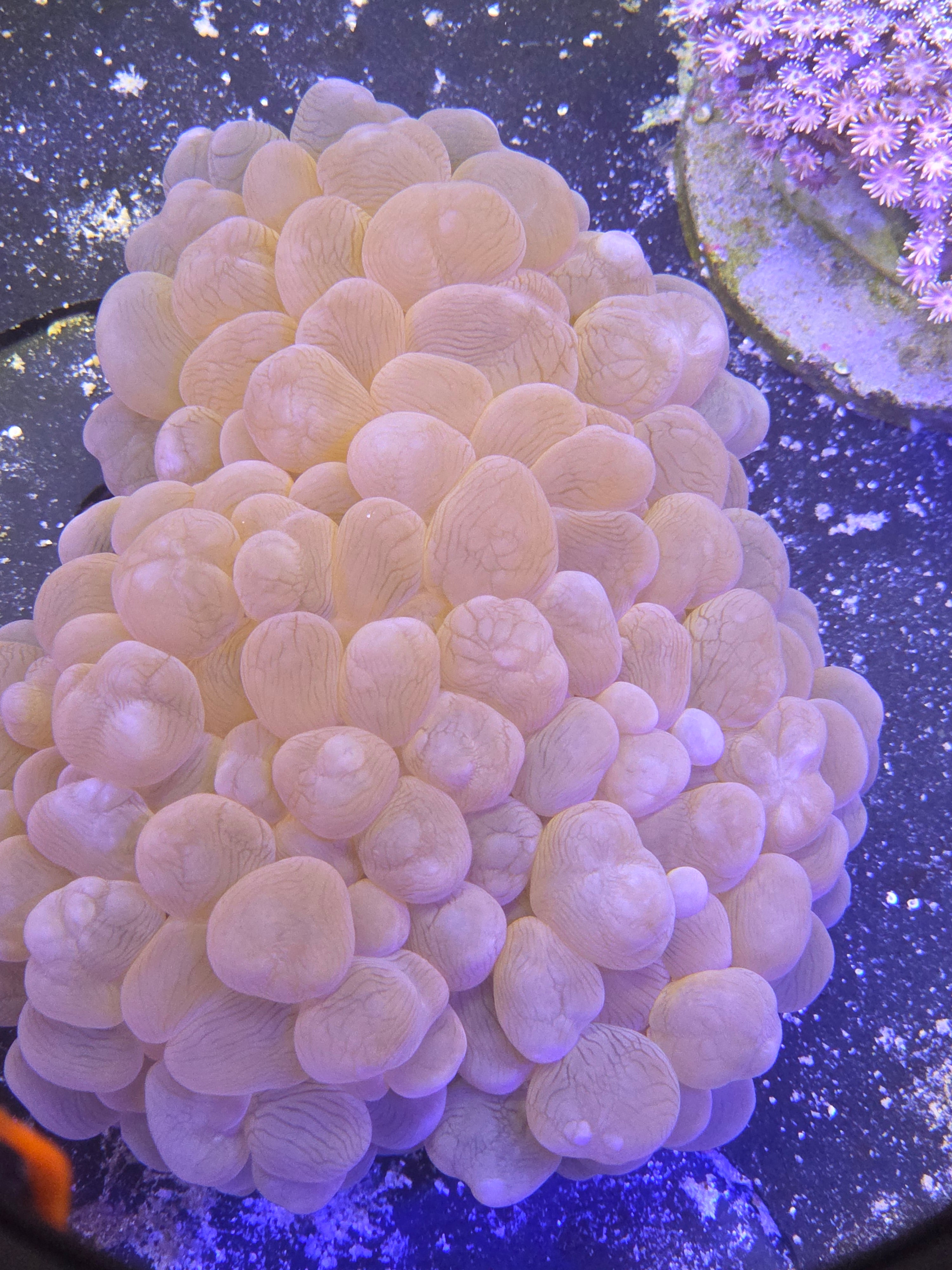 Aussie Ultra Purple/Peach Bubble Coral Colony