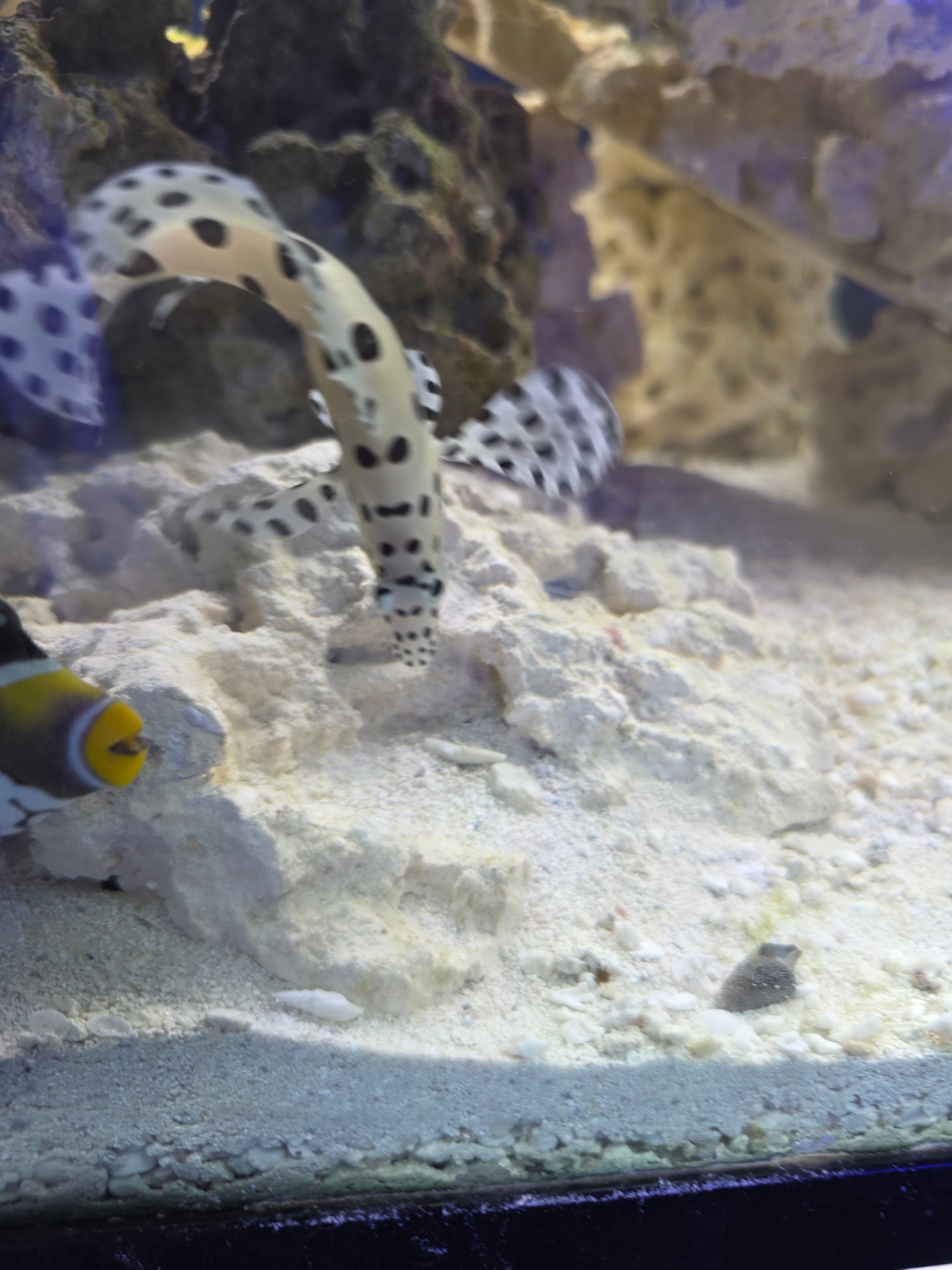 Panther Grouper - 3"+