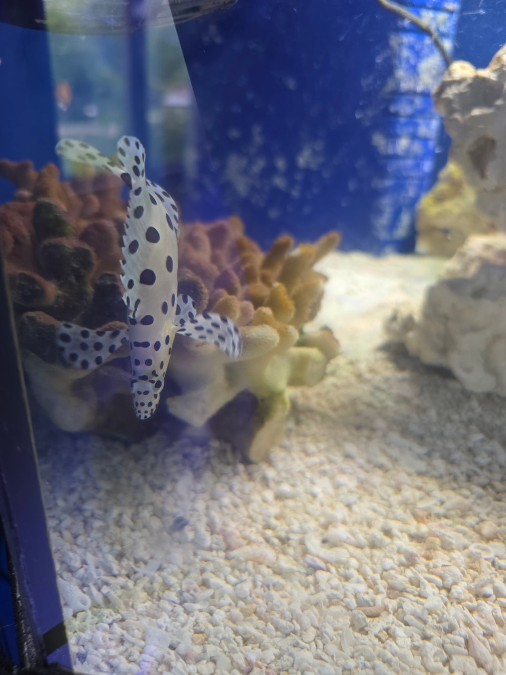 Panther Grouper - 3"+