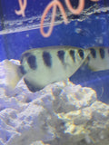 Banded Archer Fish - Saltwater Acclimated and pre-quarantined