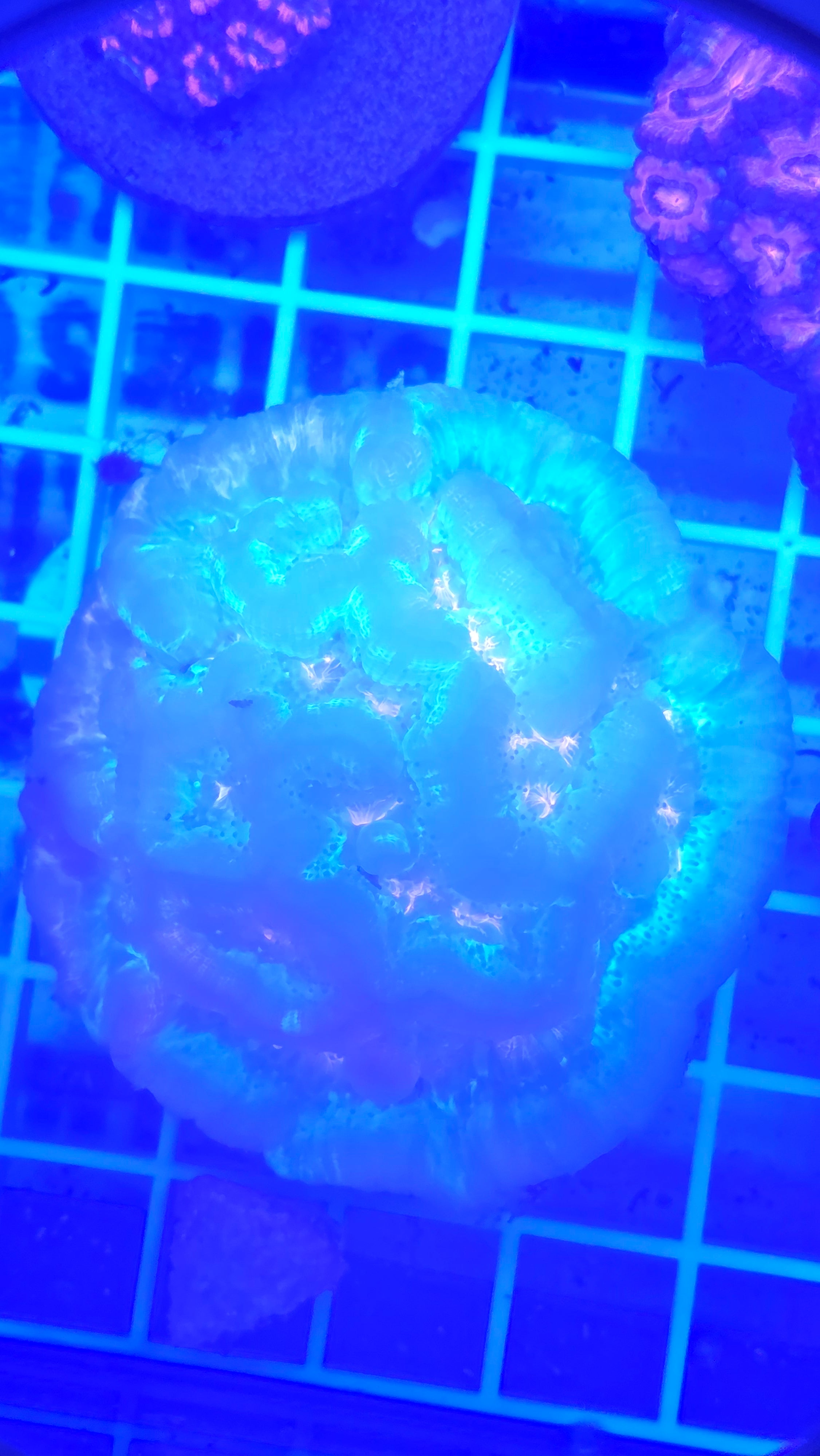 WYSIWYG Rainbow Wilsoni Brain Coral (Showpiece)