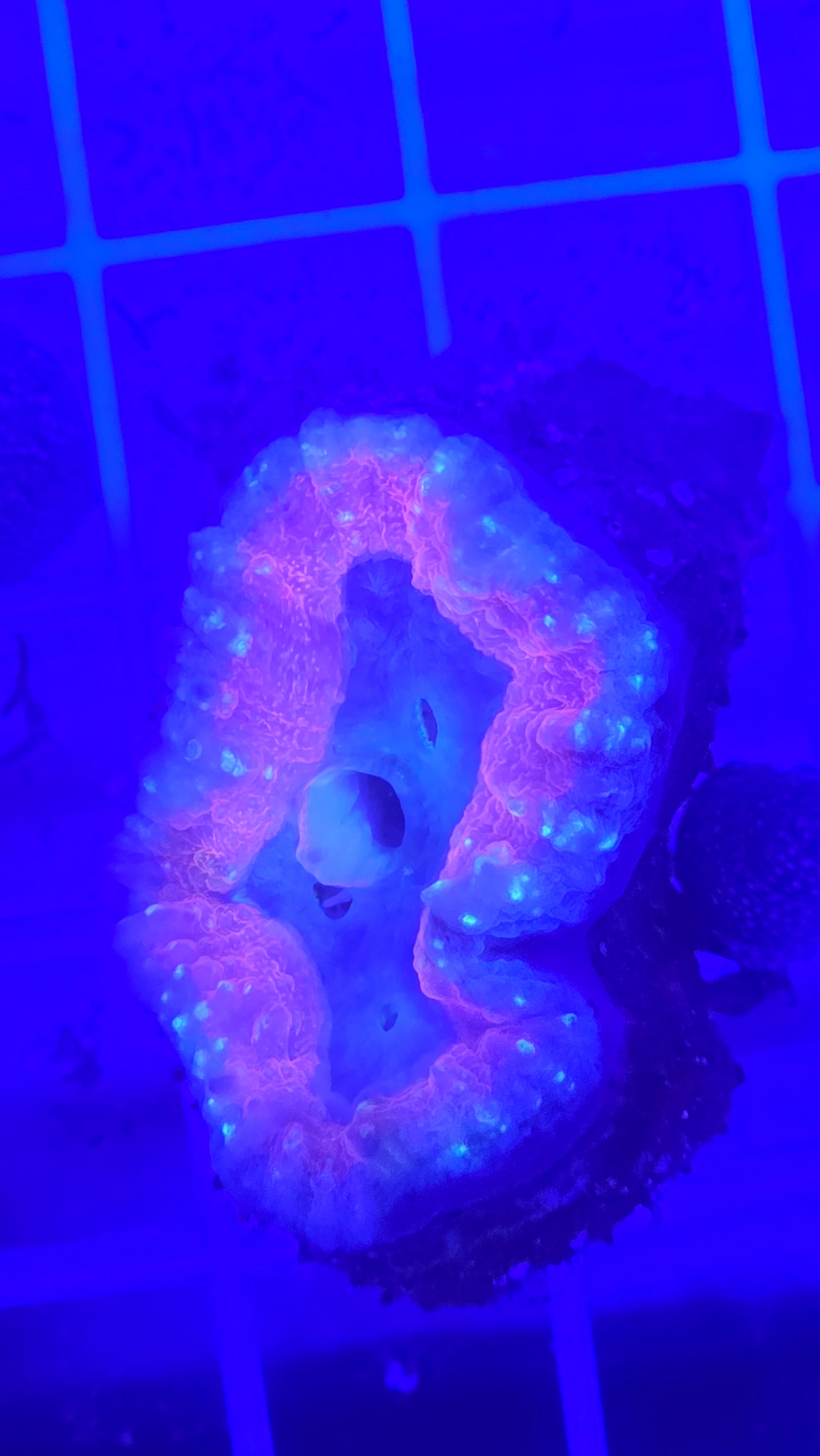 WYSIWYG Bicolor Crimson & Ice Acan Bowerbanki