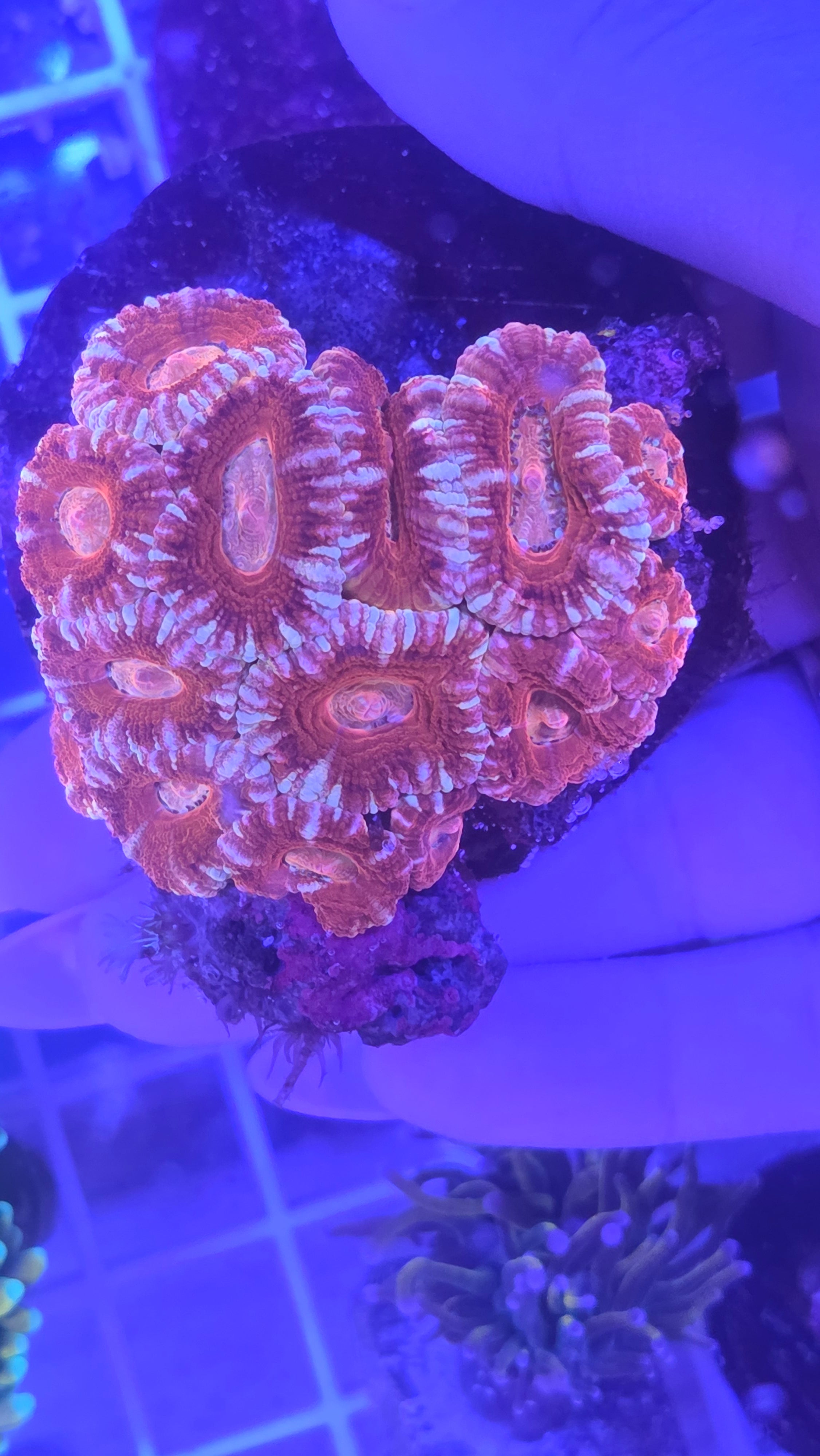 WYSIWYG Teal & Burgundy Blastomussa Merleti Colony
