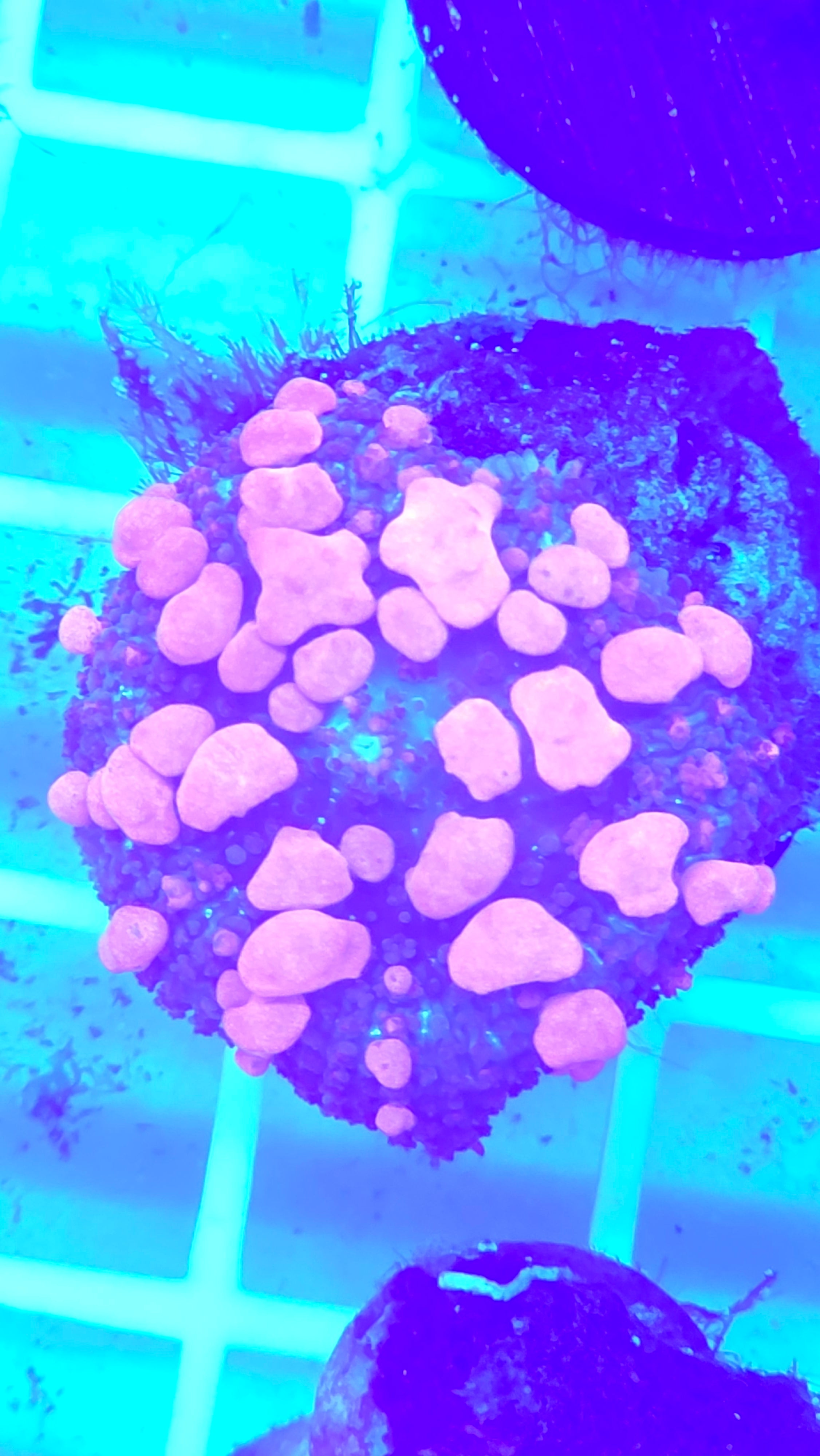 Sunkist Bounce Mushroom