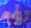 WYSIWYG Stardust Discosoma Mushroom Colony Rock (11+ Mushrooms)