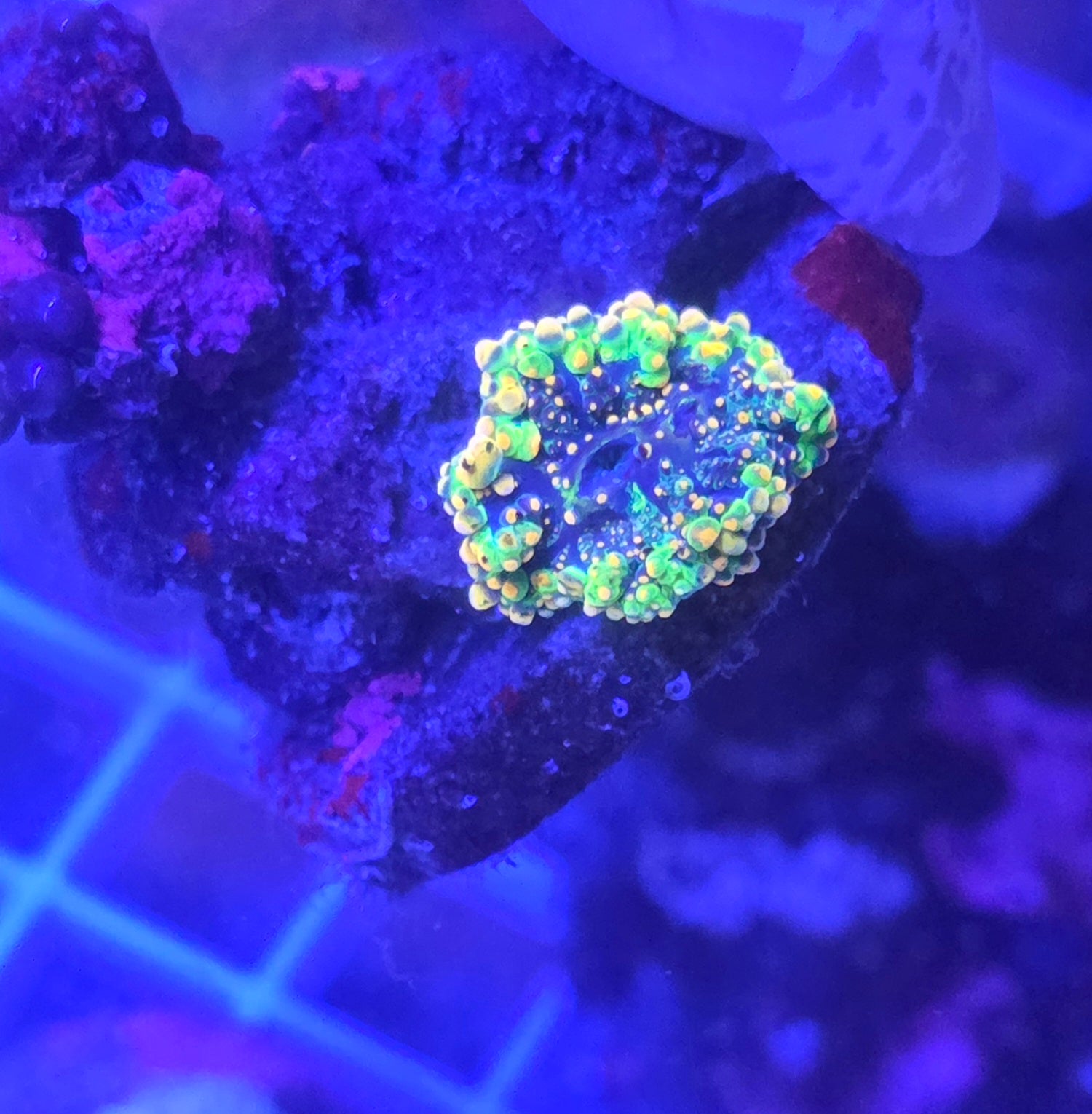 OG Godzilla Bounce Mushroom