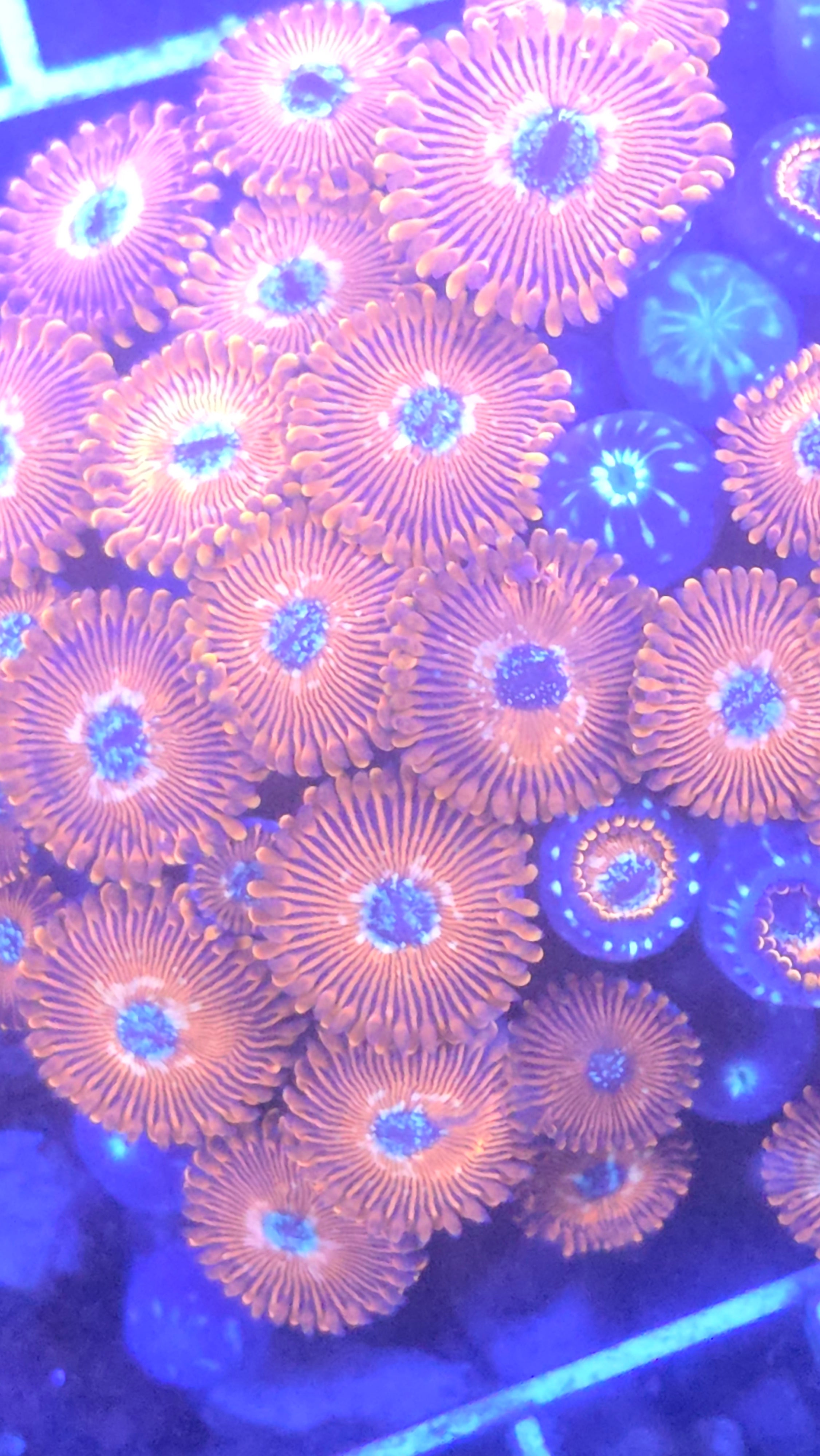 Utter Chaos Zoa Colony - XL