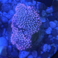 WYSIWYG Aussie Showpiece Pink Goniopora Colony (Very Large)