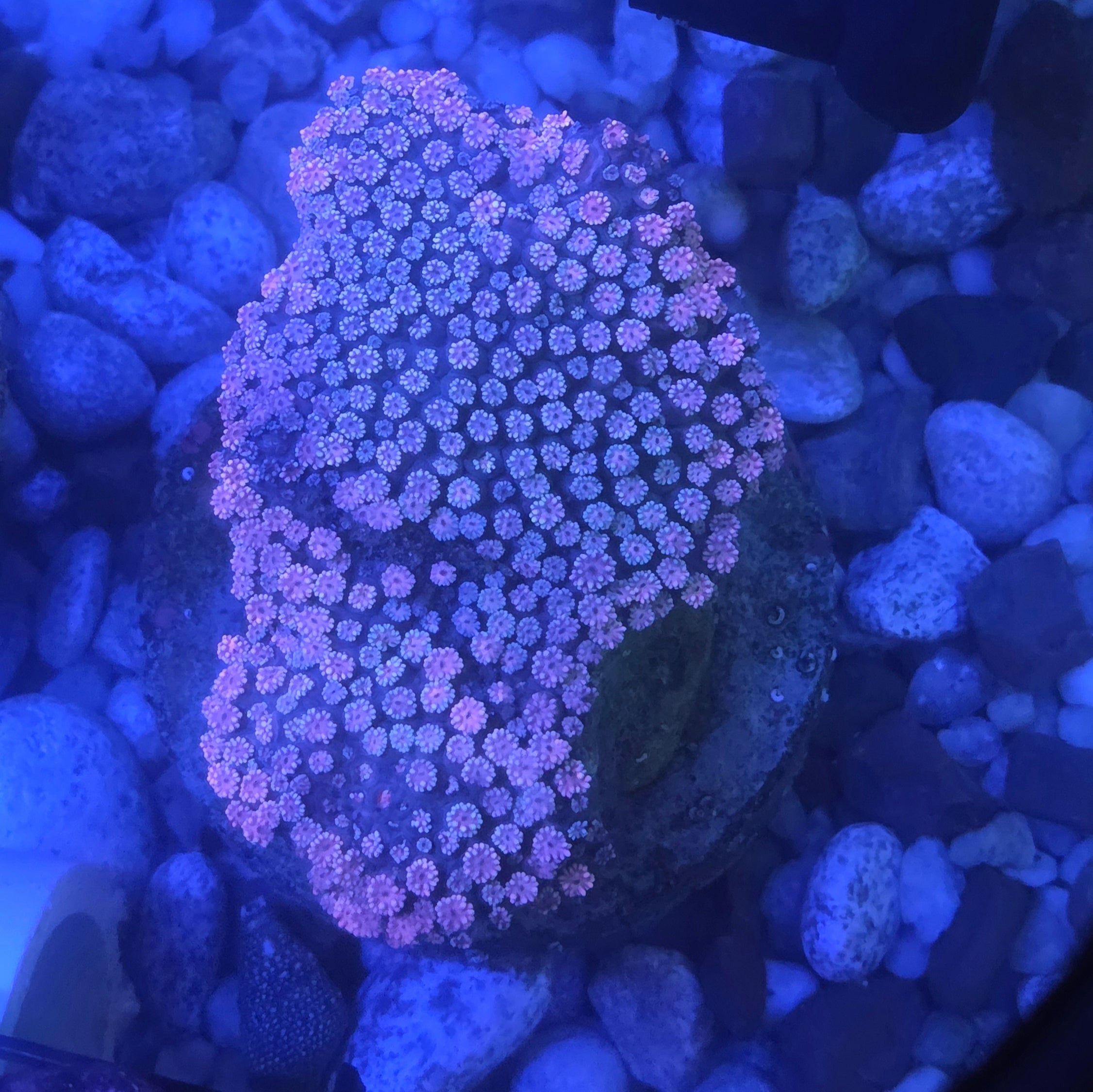 WYSIWYG Aussie Showpiece Pink Goniopora Colony (Very Large)