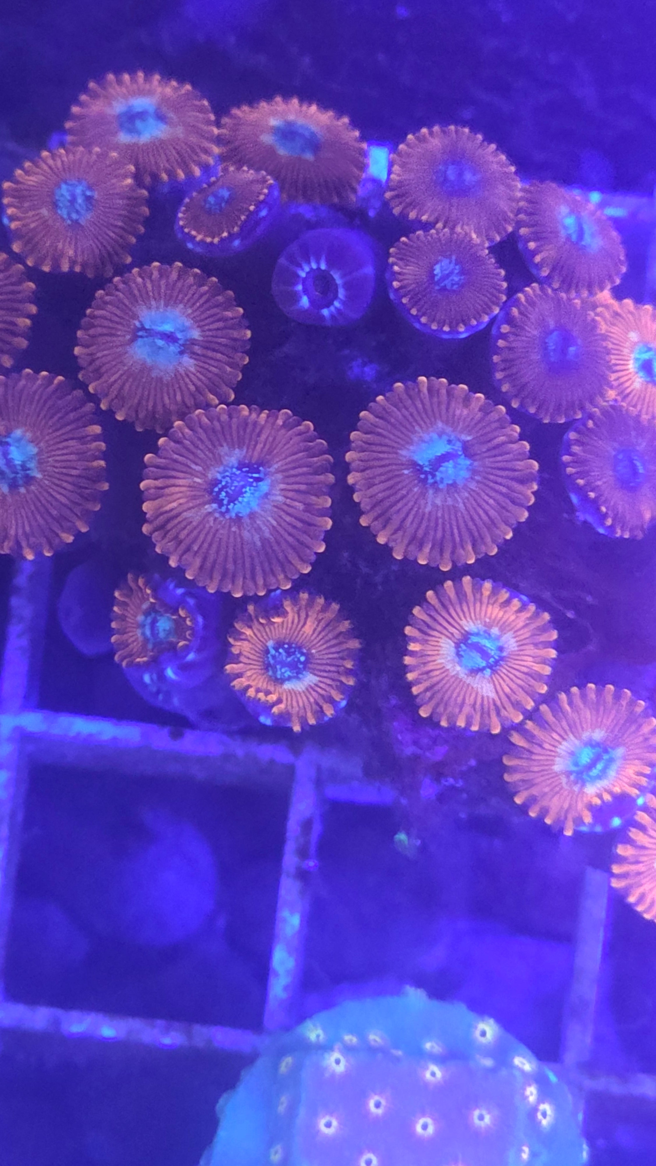 Utter Chaos Zoa Colony - XL
