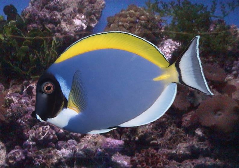 Powder Blue Tang