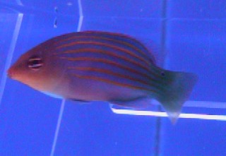 Six Line Wrasse
