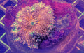 Bounce Yuma Mushroom