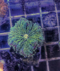 Bounce Yuma Mushroom - Green