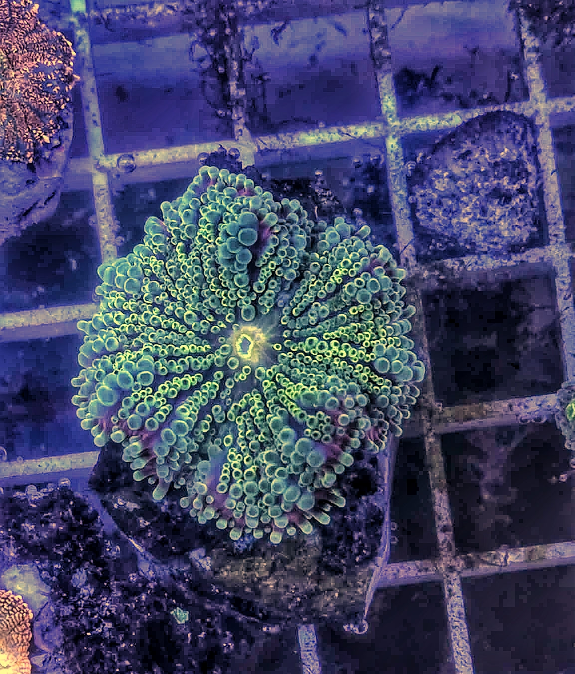 Bounce Yuma Mushroom - Green