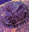 Acanthophyllia - Acantho (Meat coral) - Warpaint appearance