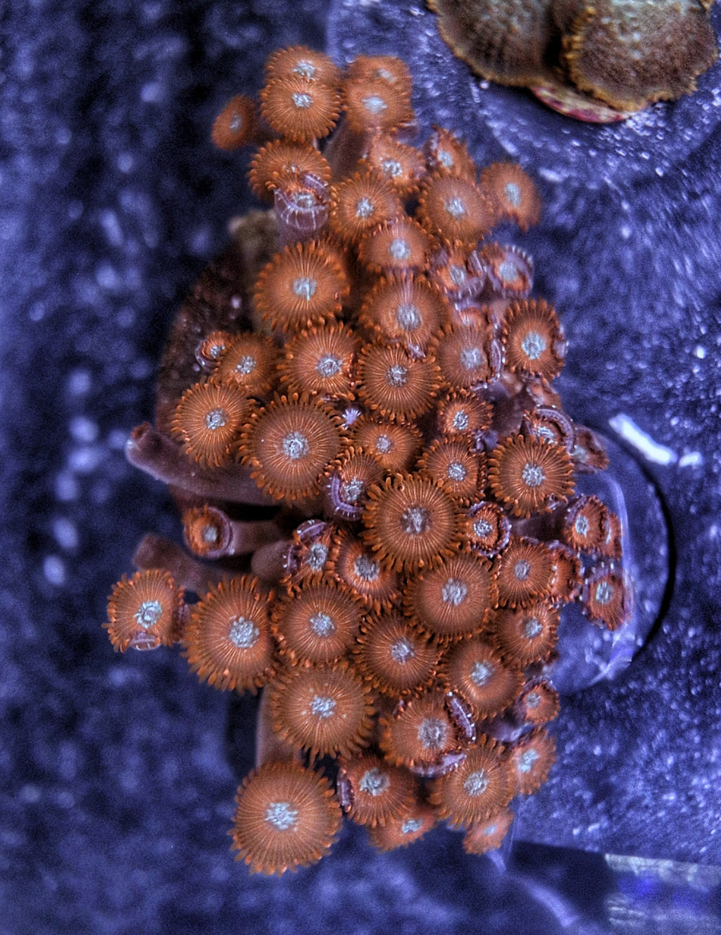Utter Chaos Zoa Colony - XL