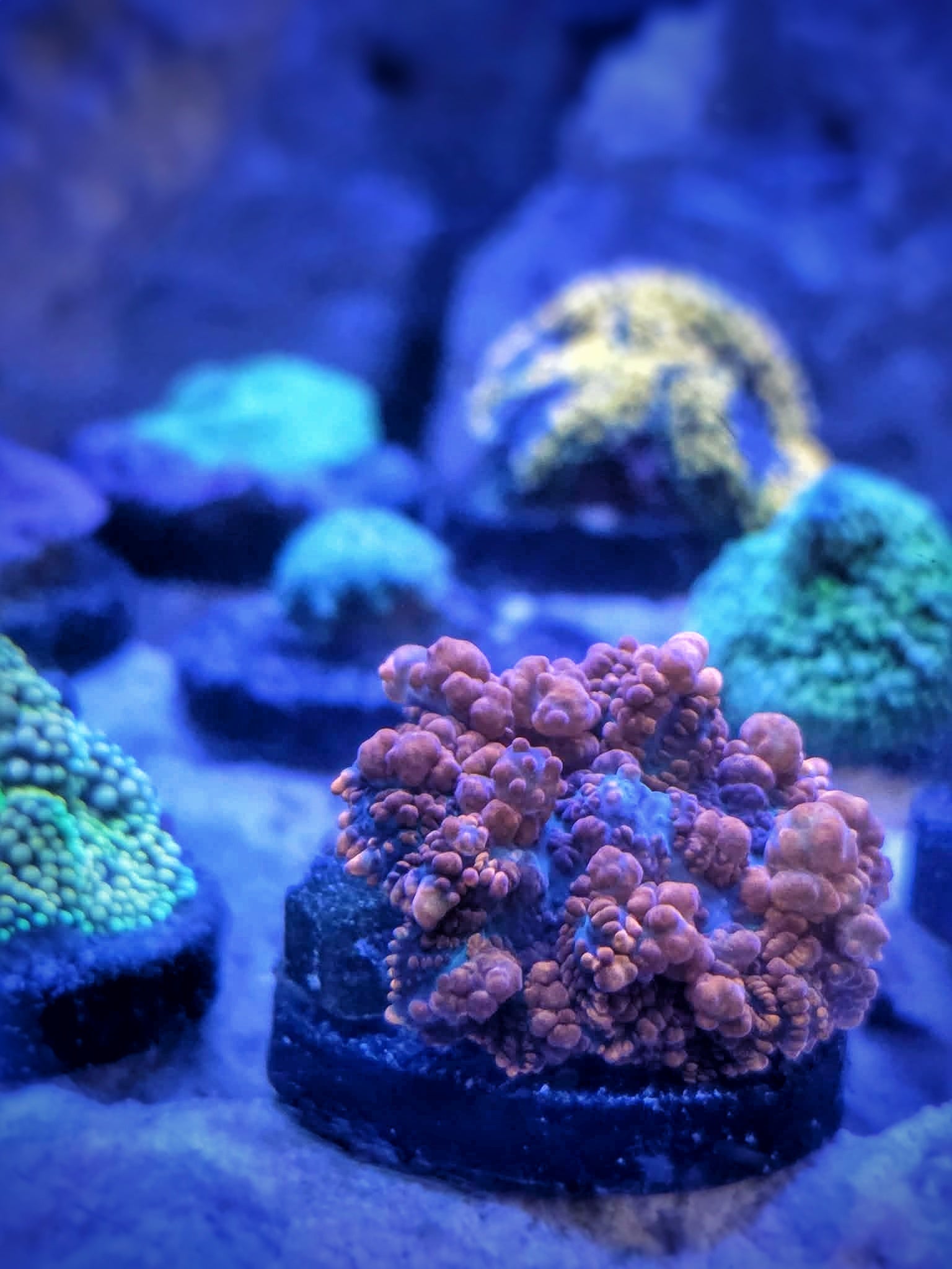 Ultra Creda Bounce Mushroom - Red/Blue (WYSIWYG)