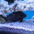 Marine Betta