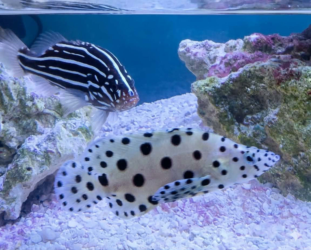 Panther Grouper - 3"+