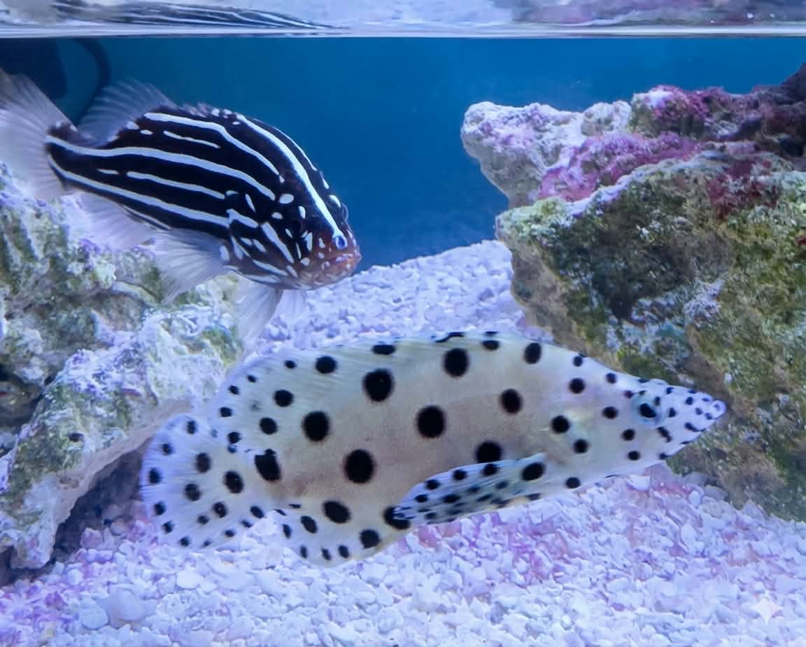 Panther Grouper - 3"+
