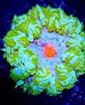 Ultra Rock Flower Anemone - Assorted