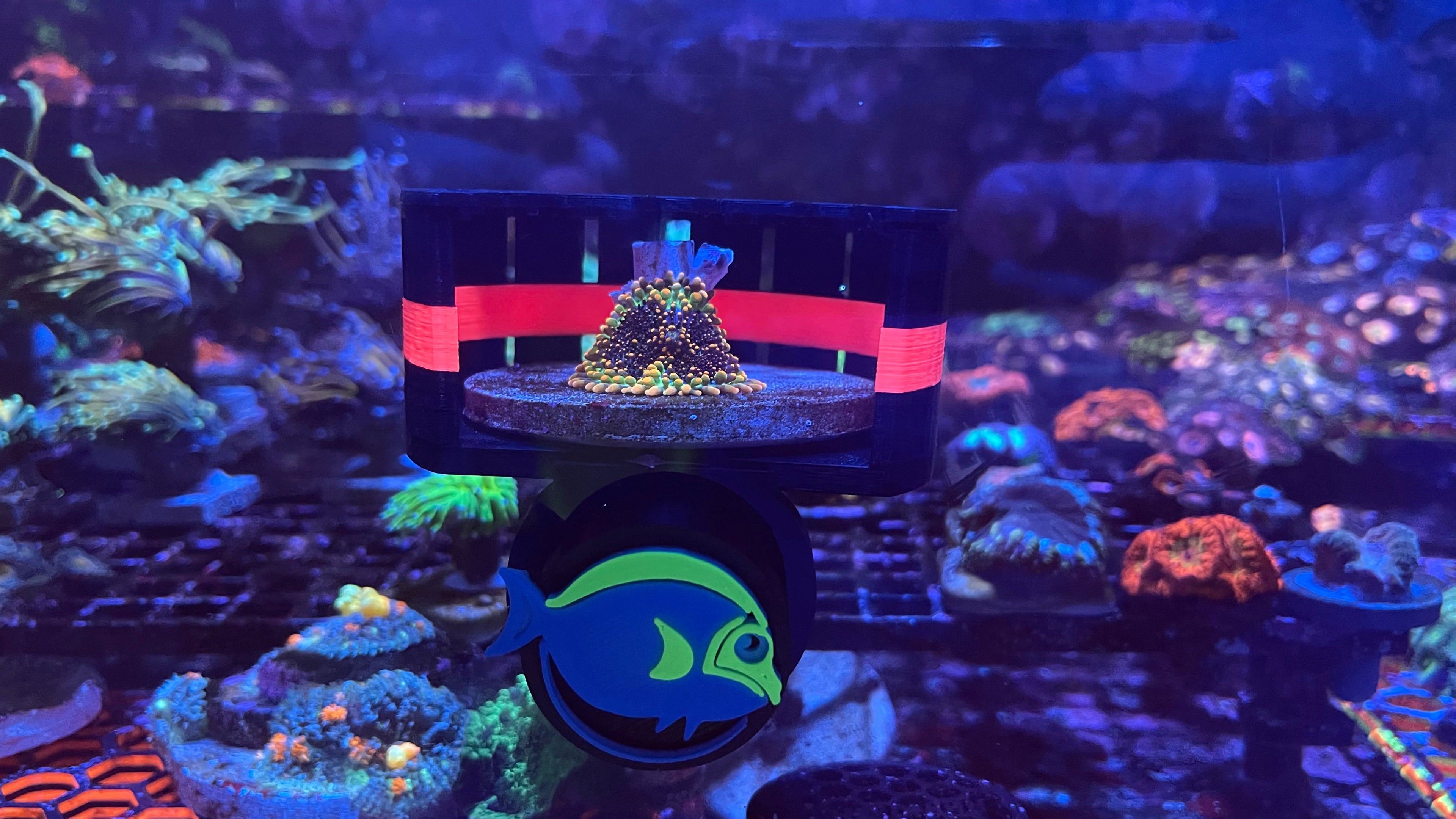 ClearShroom — Magnetic Mushroom  Cage by Rhino’s Reef