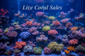 Live Sales - Online