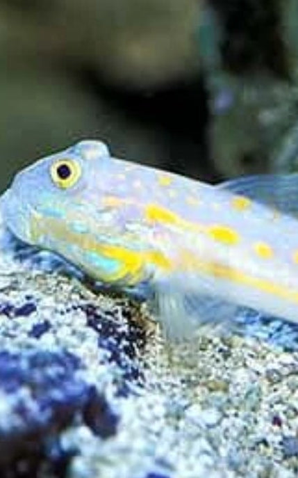 Goby yellow