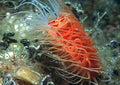 Electric Flame Scallop