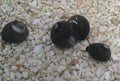 Margarita Snail - 5 Pack