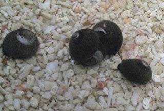 Margarita Snail - 5 Pack
