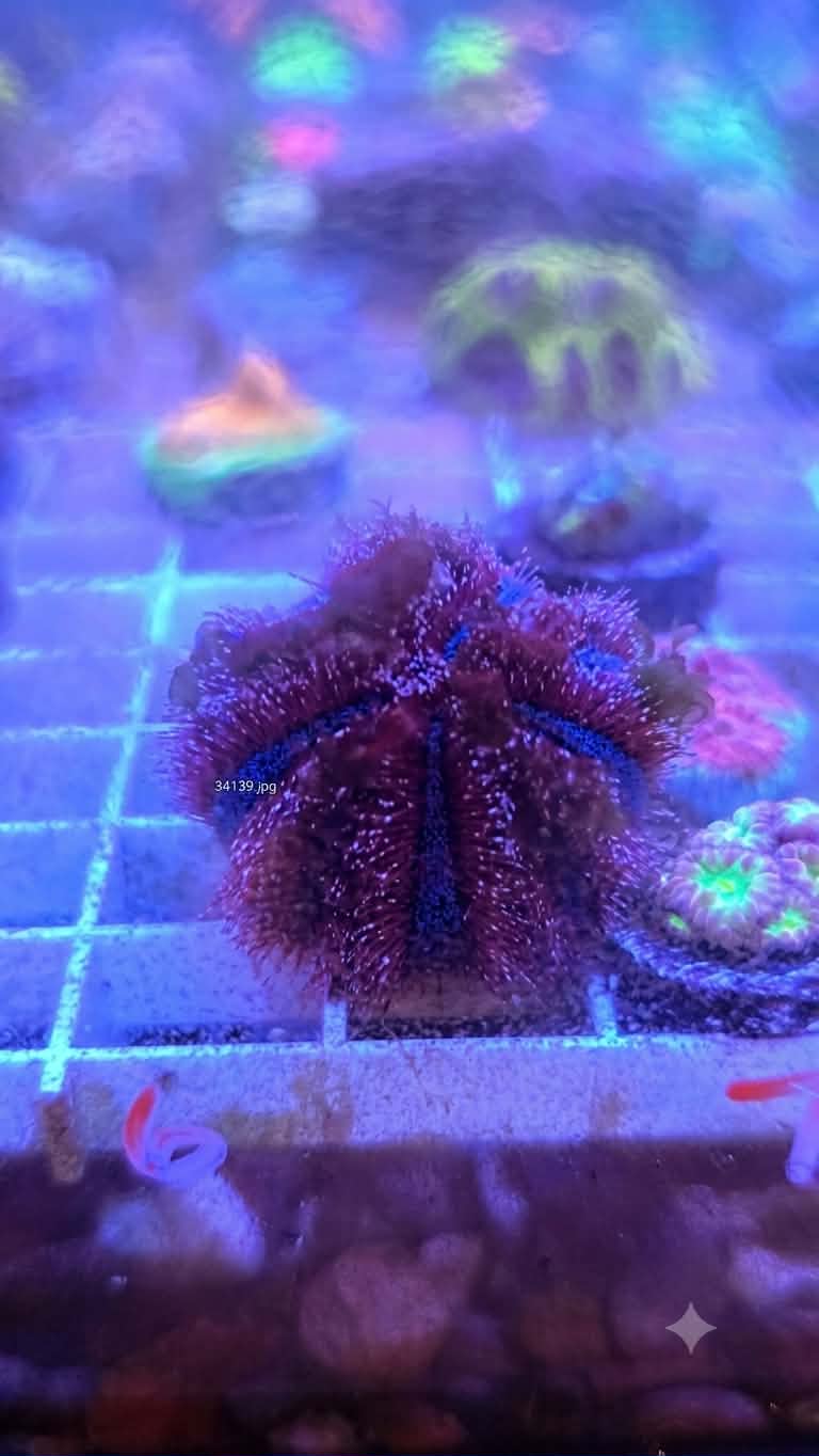 Purple/Blue Tuxedo Urchin