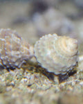 Ninja Star Snail - 5 Pack