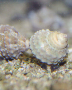 Ninja Star Snail - 5 Pack