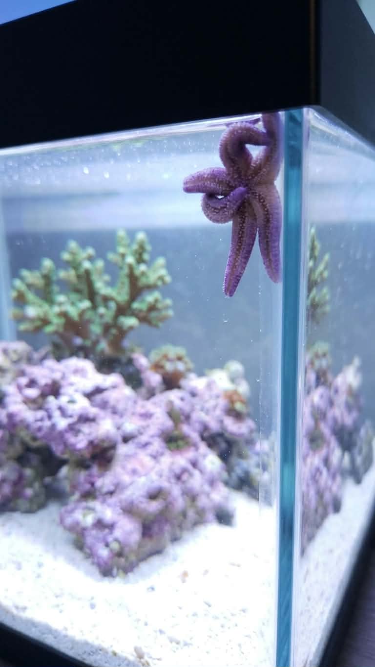 Purple Linckia Starfish - Md