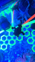 Black Frogfish\ Angler fish Small
