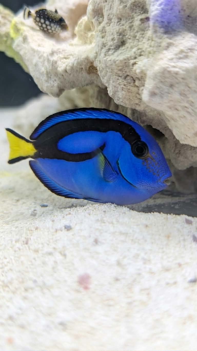 Blue Hippo Tang